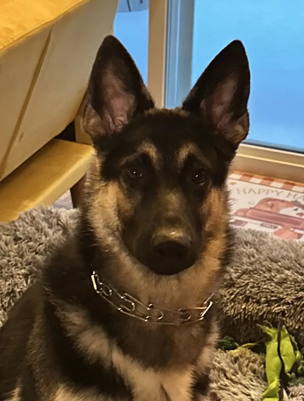 Max (CL)