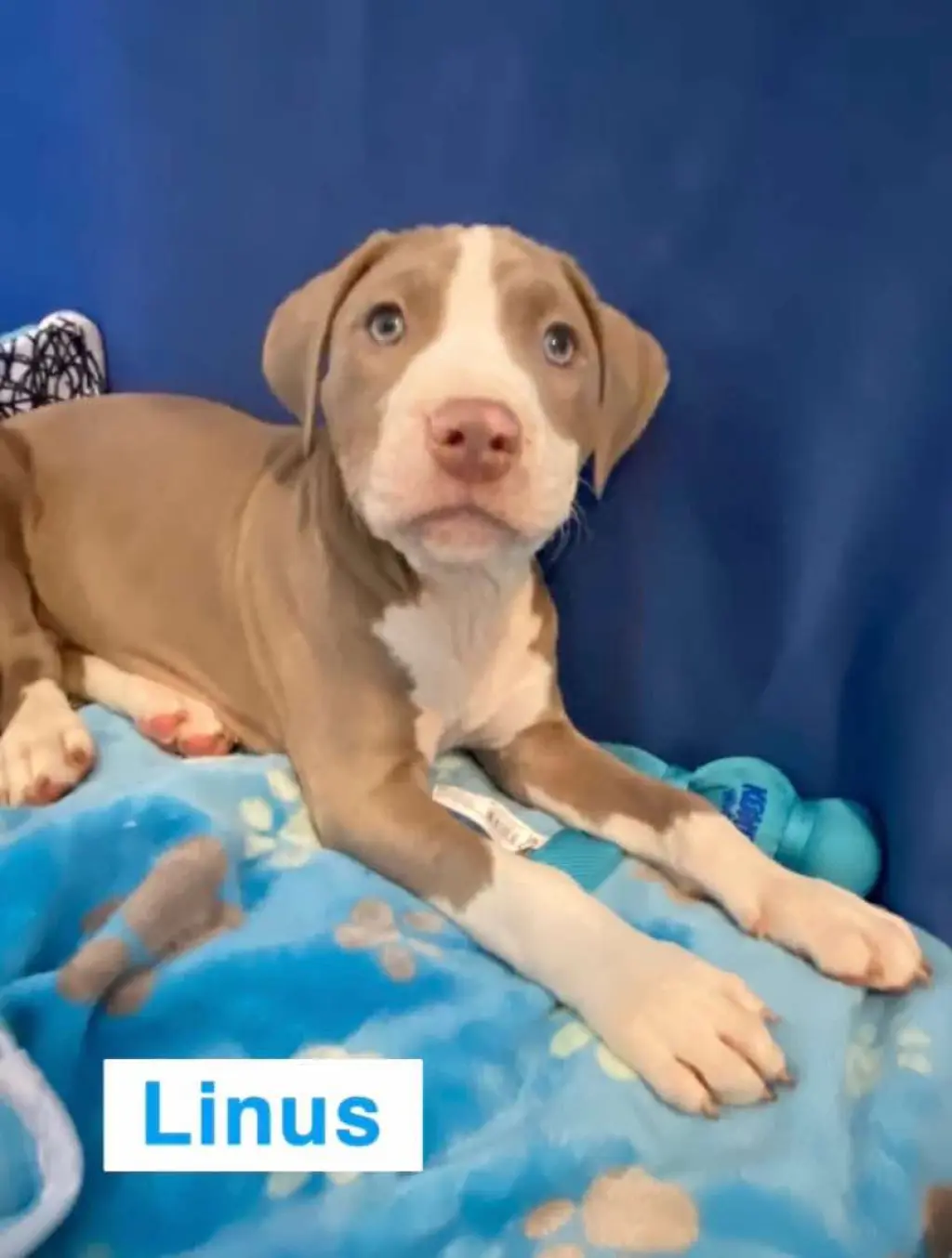 Linus