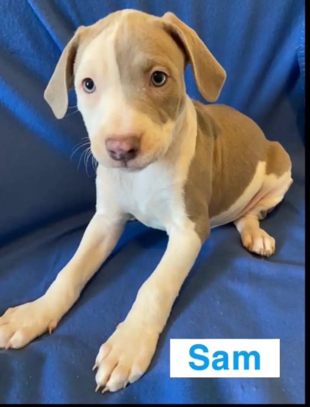 Sam
