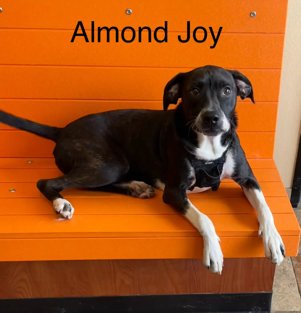 Almond Joy