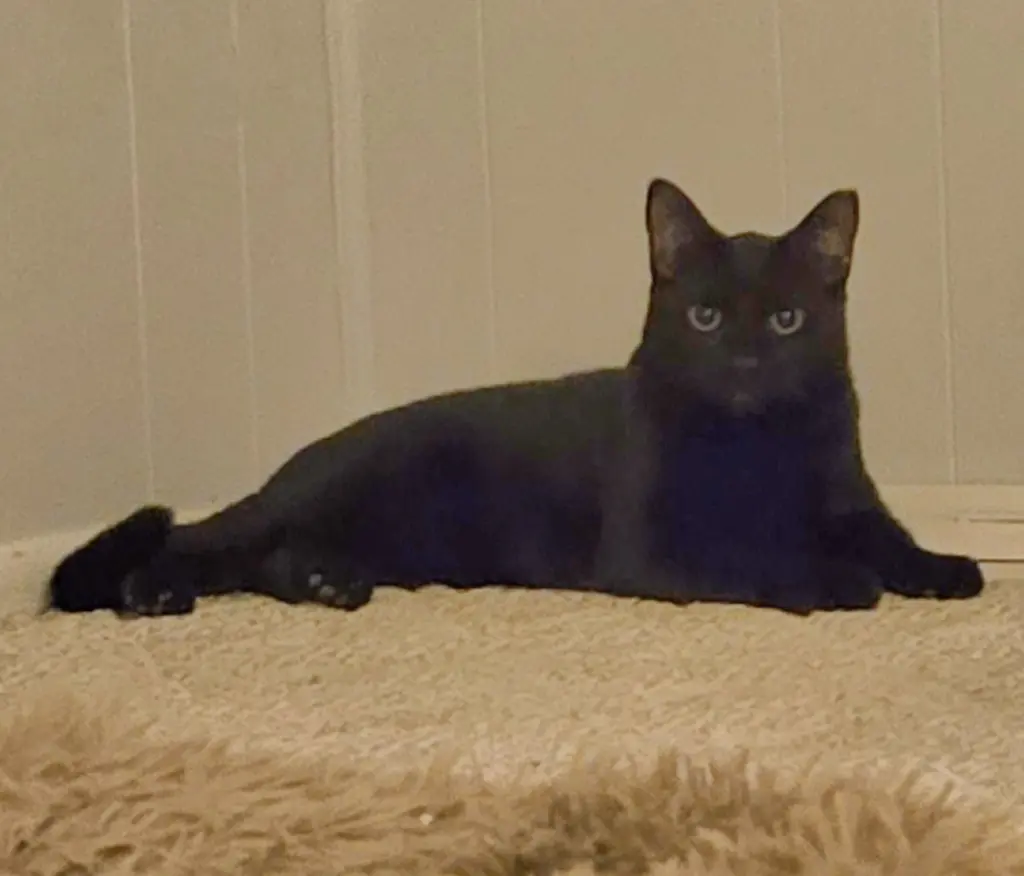Ninja