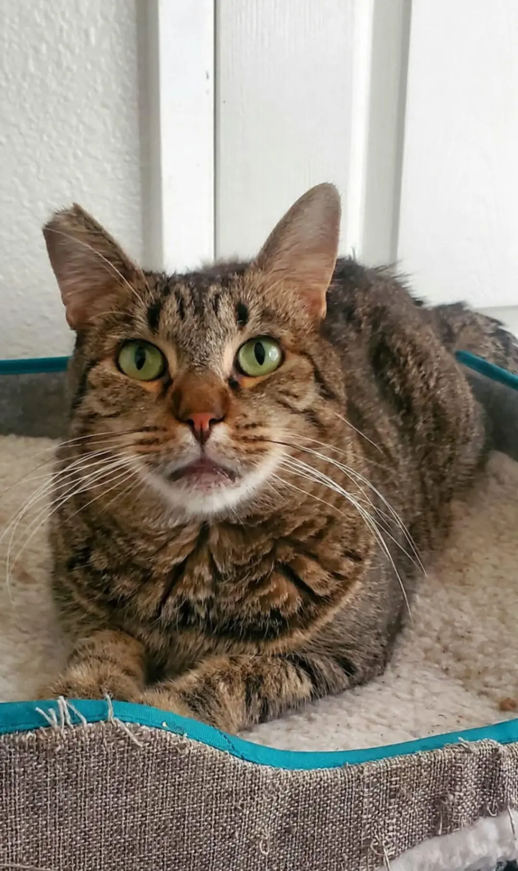 Benjamin ( Napa Petco)