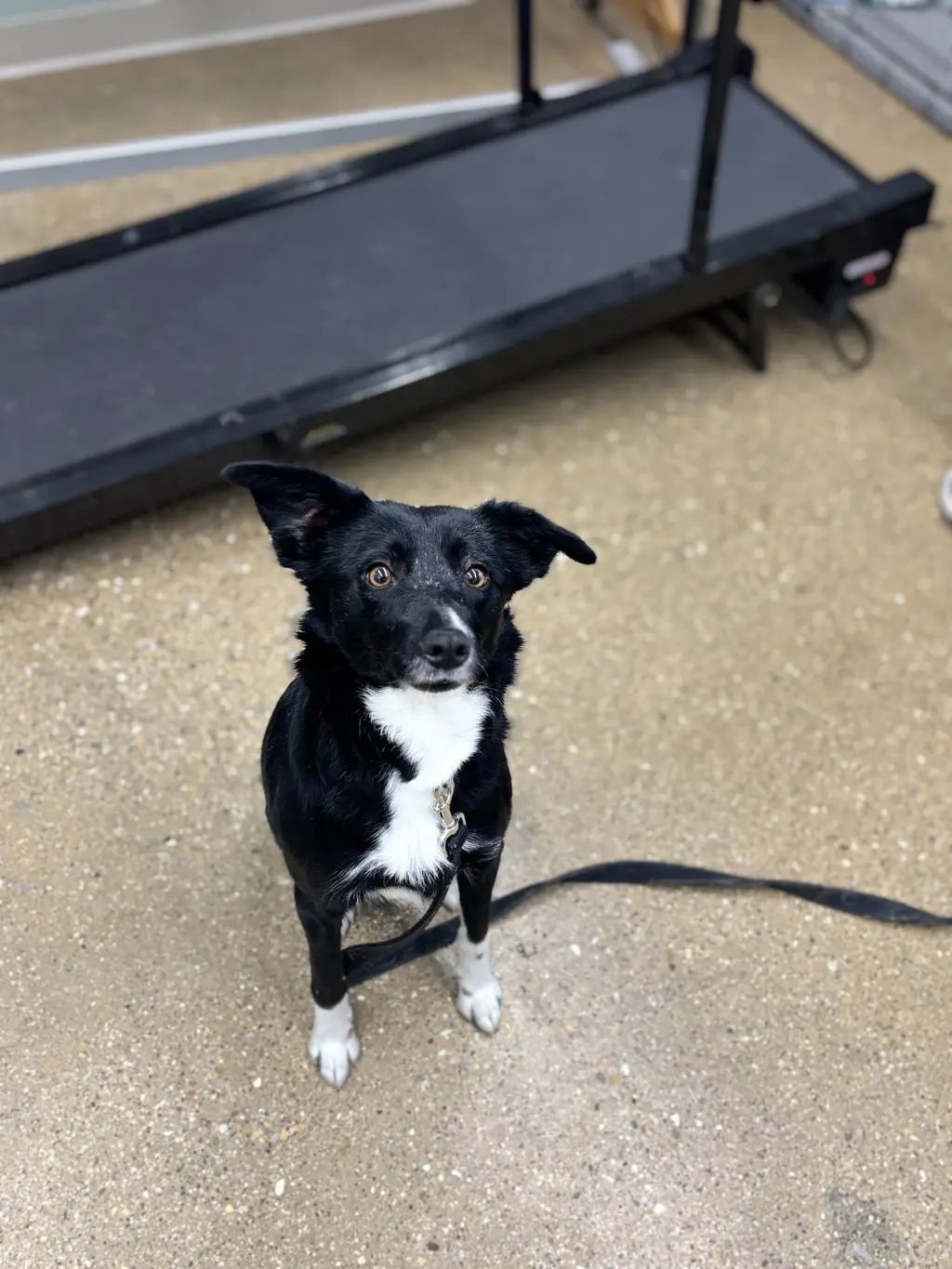 Fly