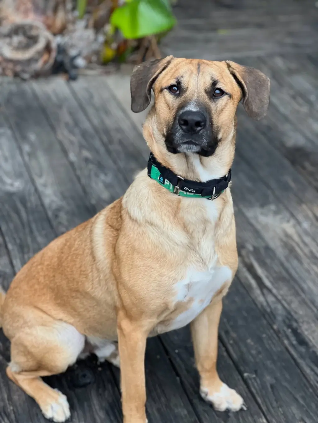 Rex