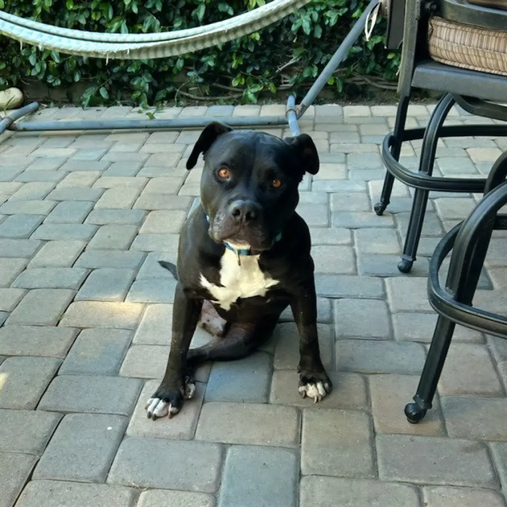 *ONYX