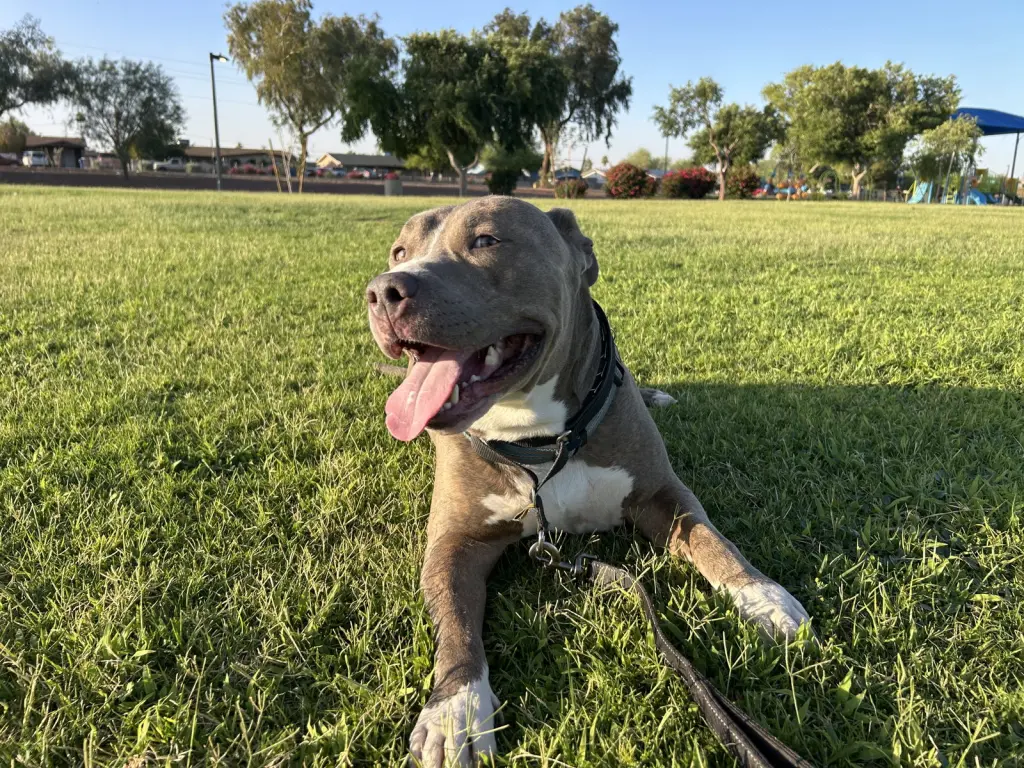 BRUCE