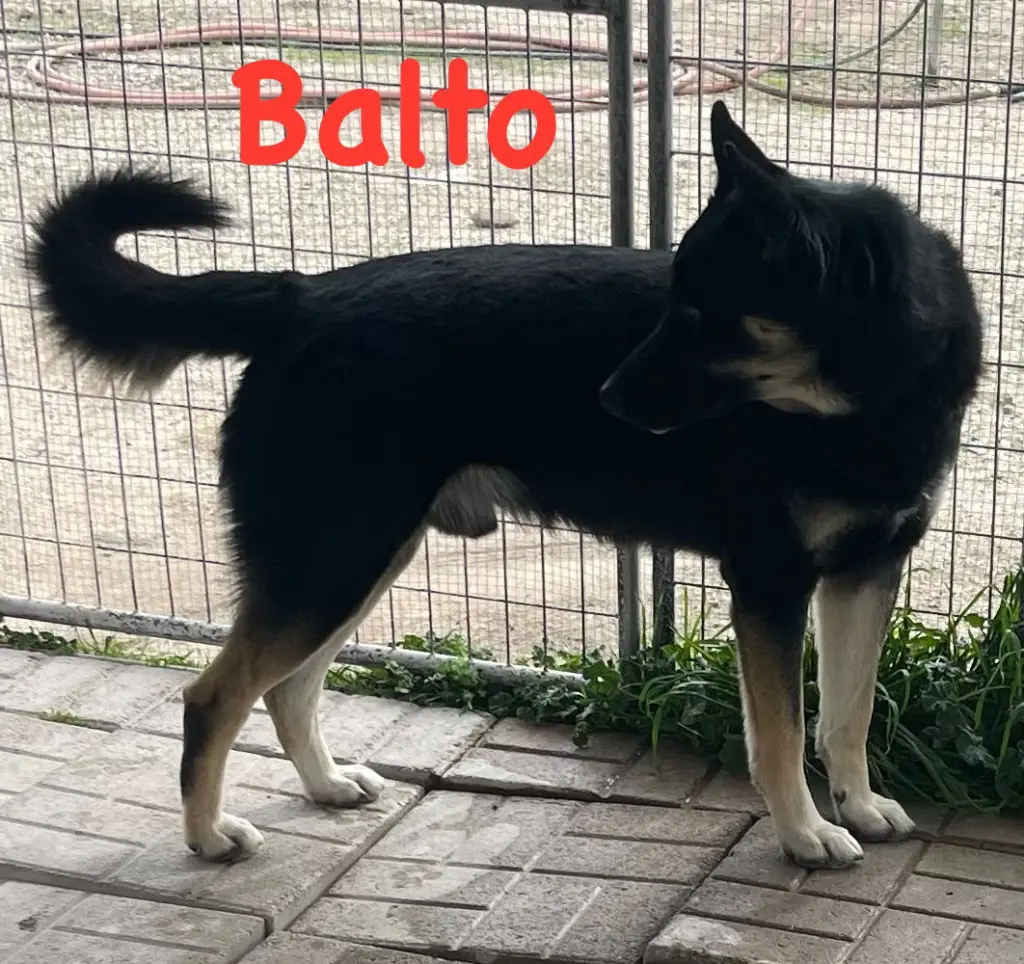 Sir Balto