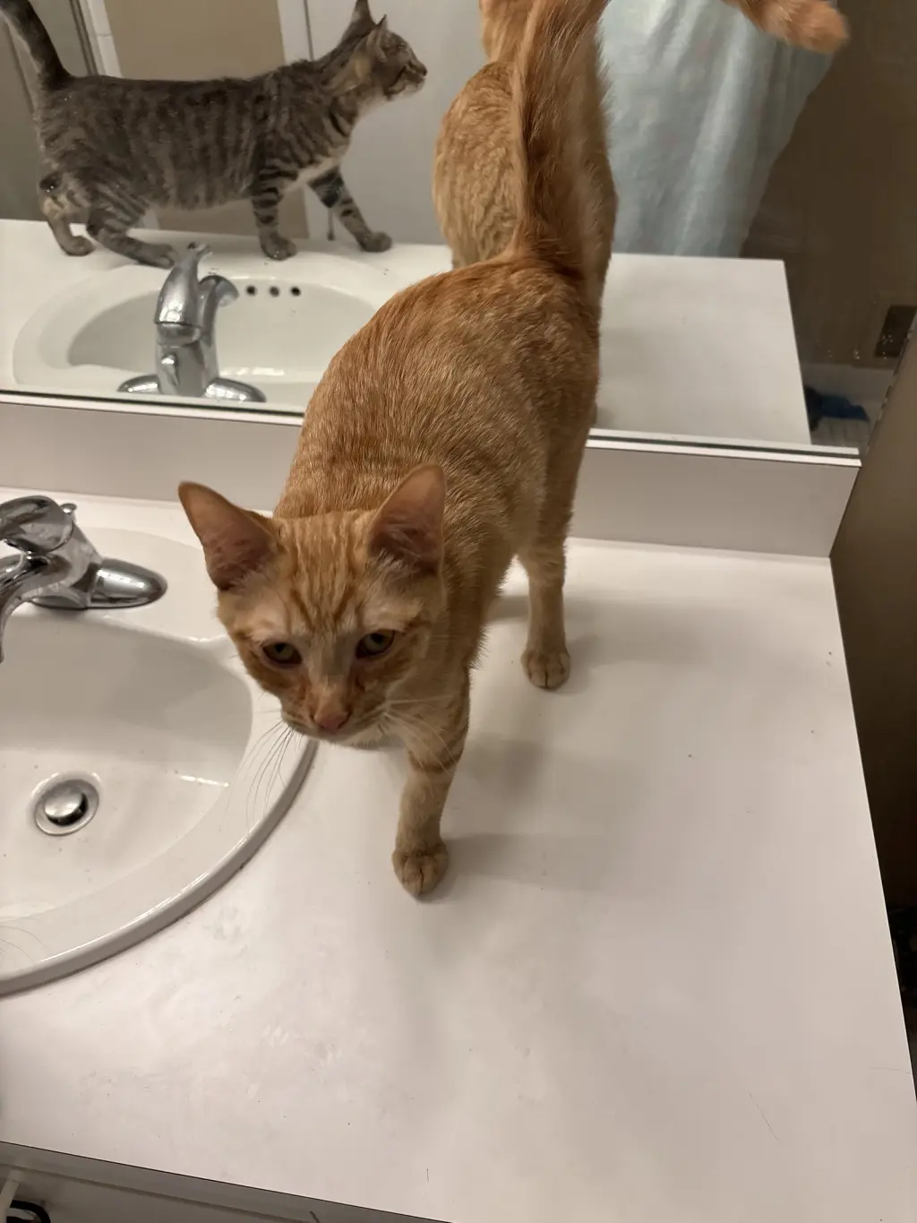 Snap- (must be adopted with Calista)