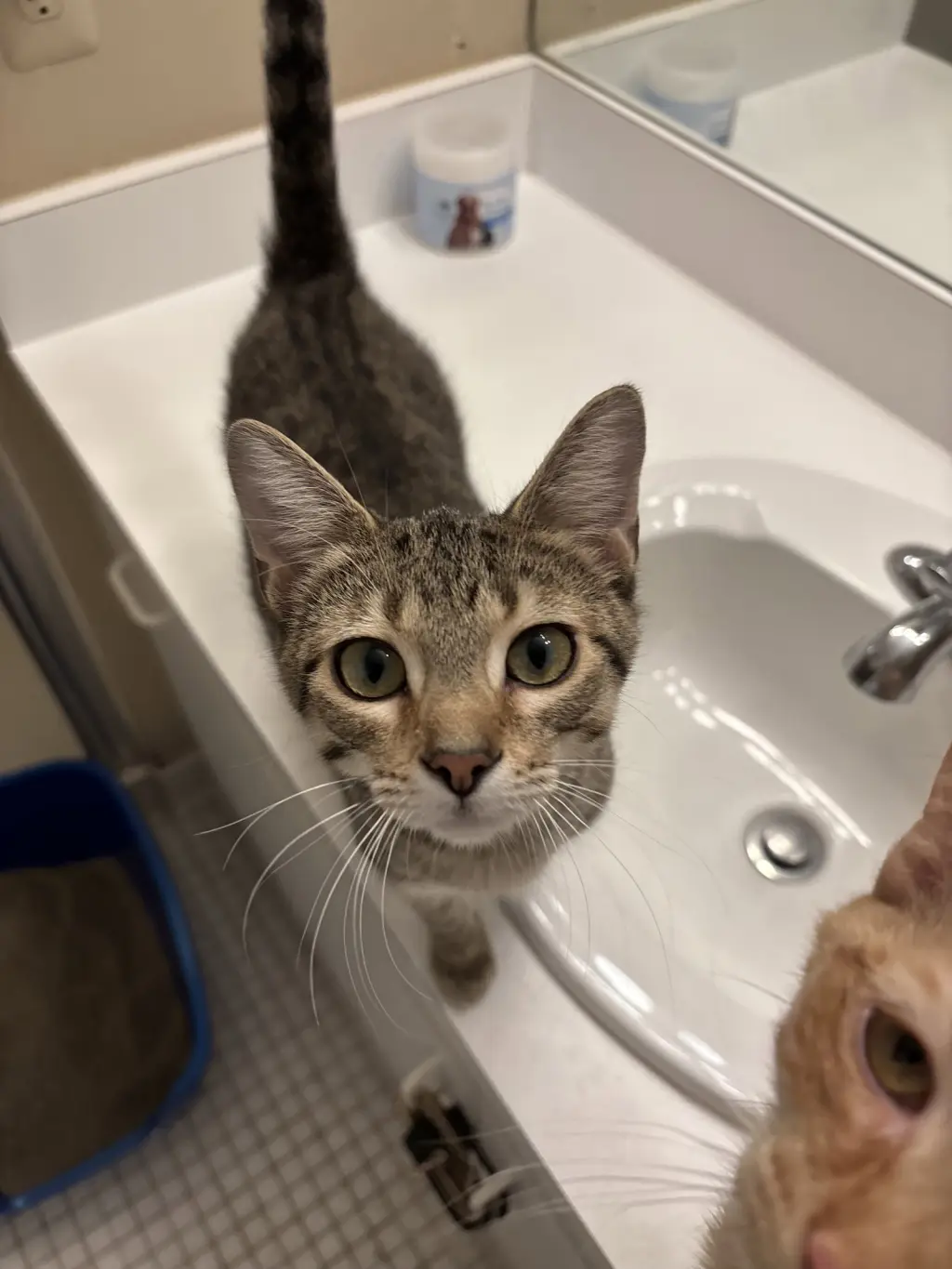 Calista- (must be adopted with Snap)