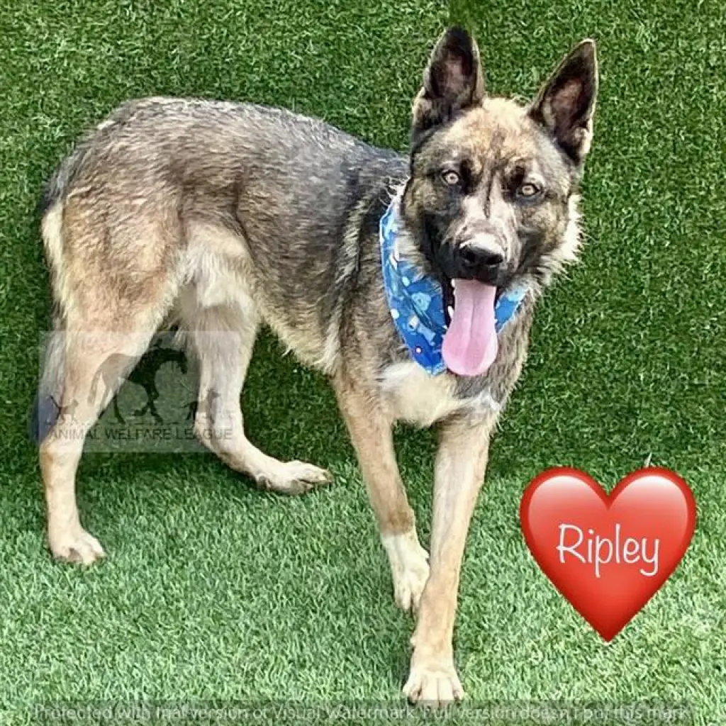 RIPLEY