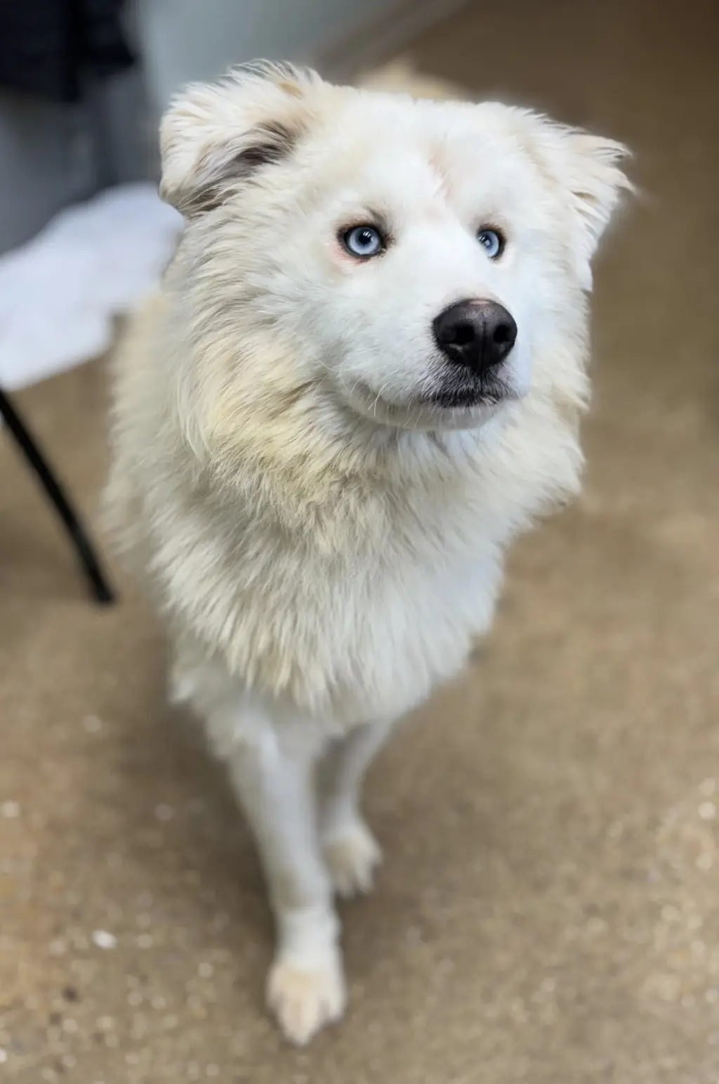 Meko