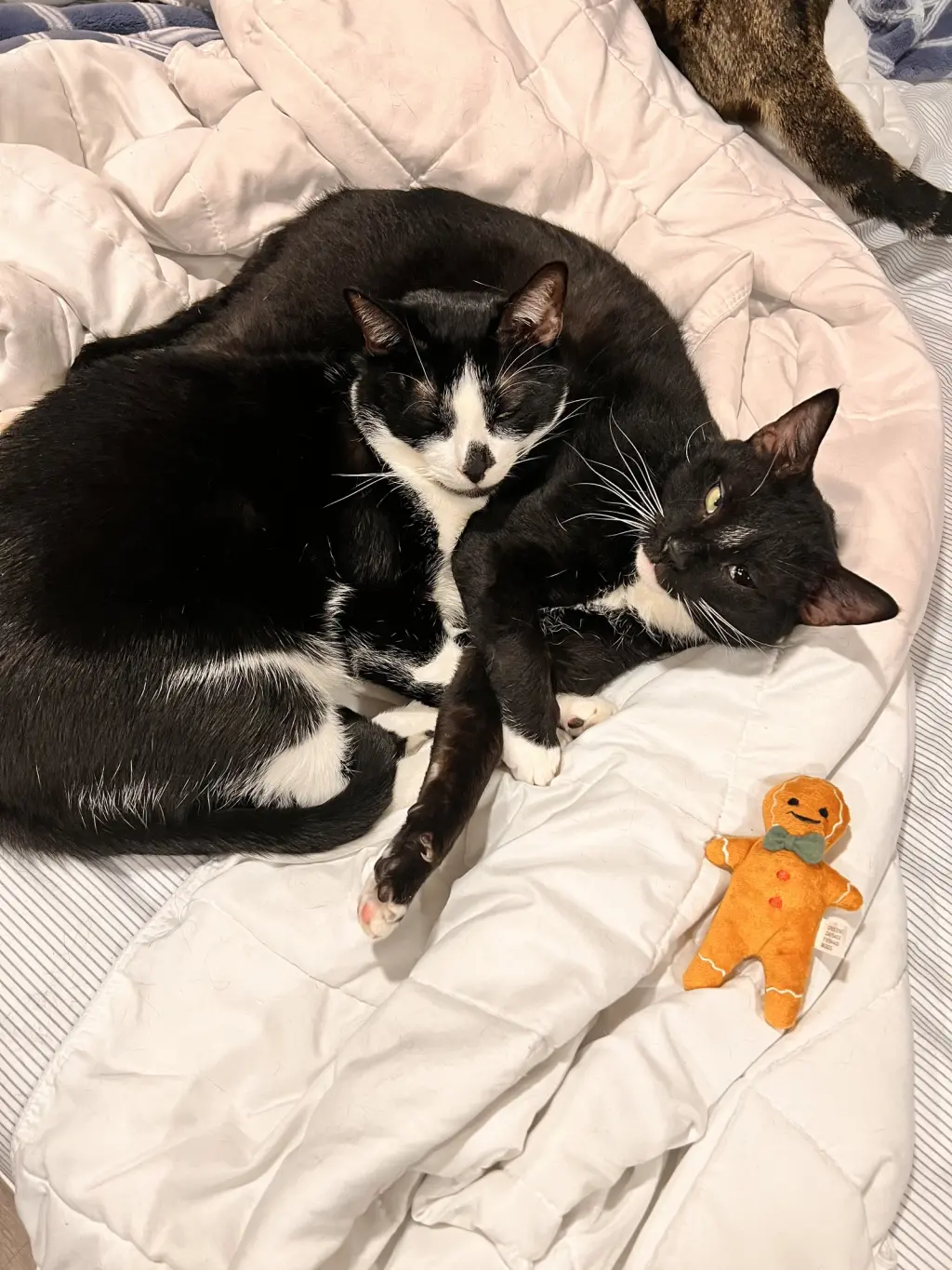 zz "Capone and Auggie" courtesy listing
