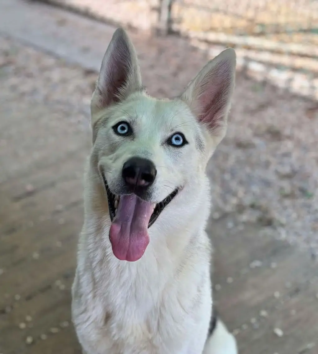 Fenrir