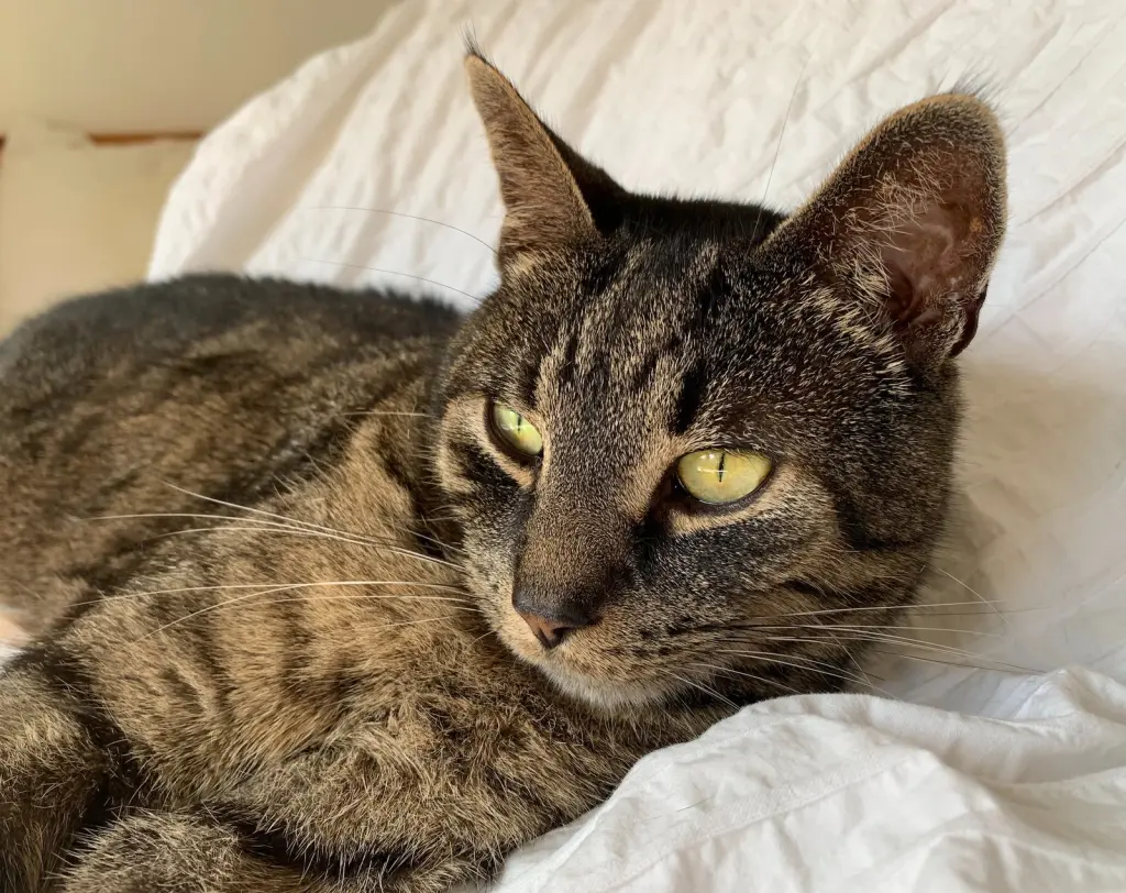 Luca