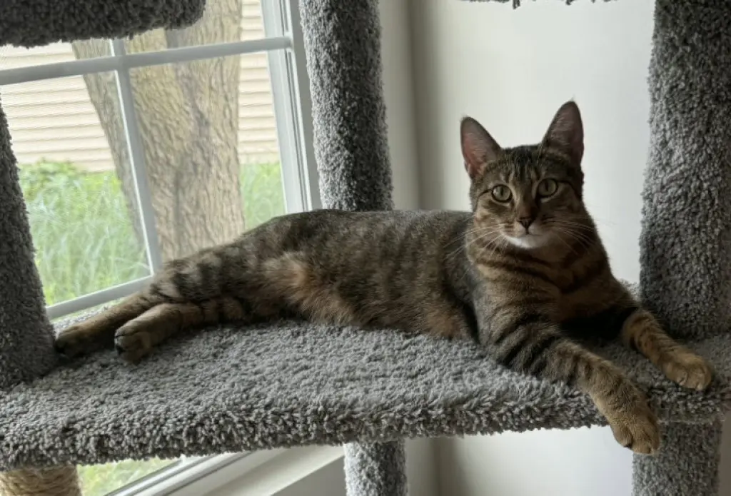 Nala