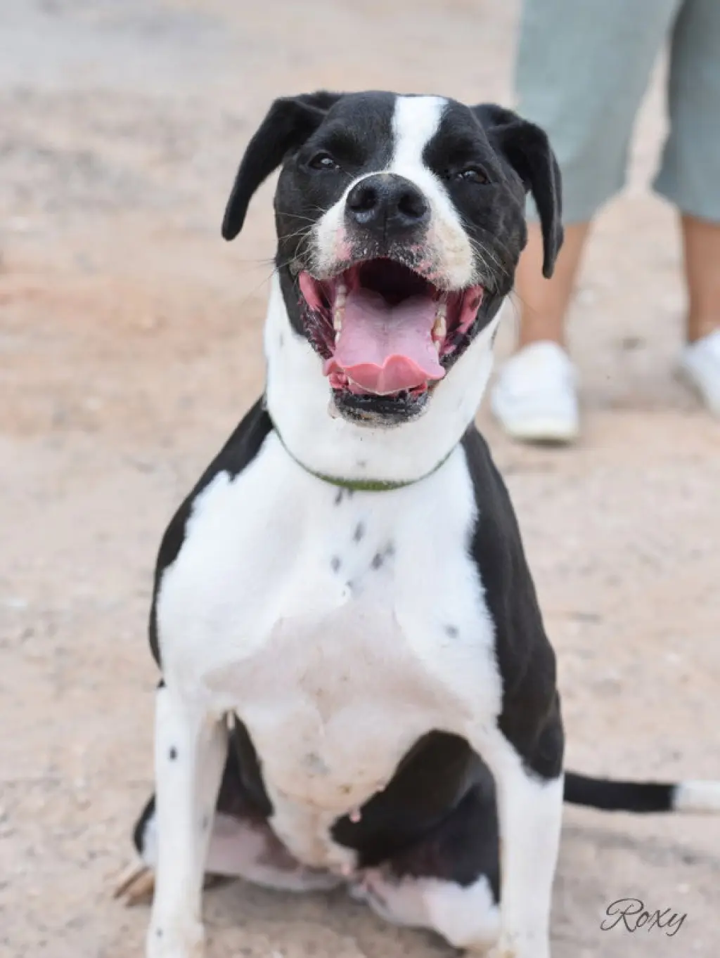 Roxy