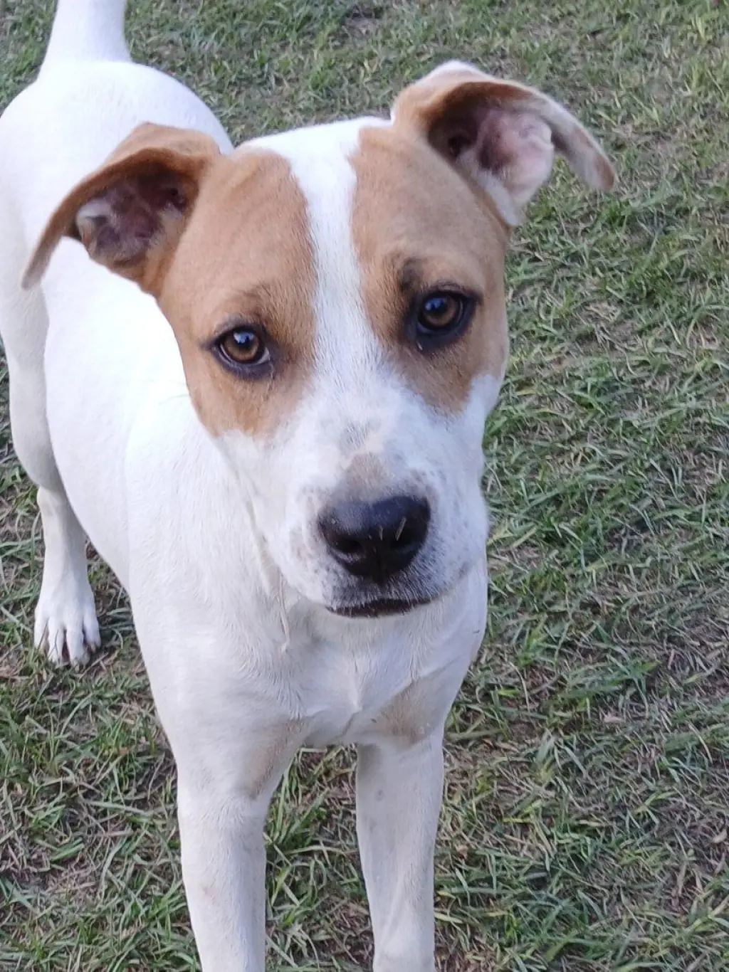 Cheyenne