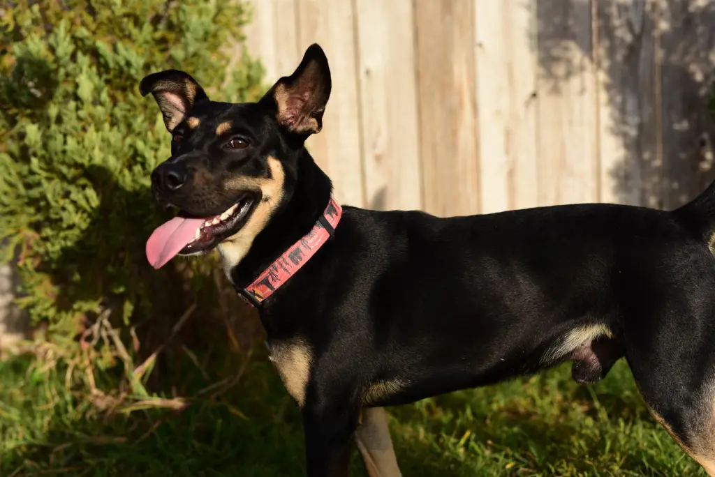 RAFIK