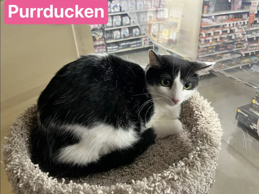 Purrducken