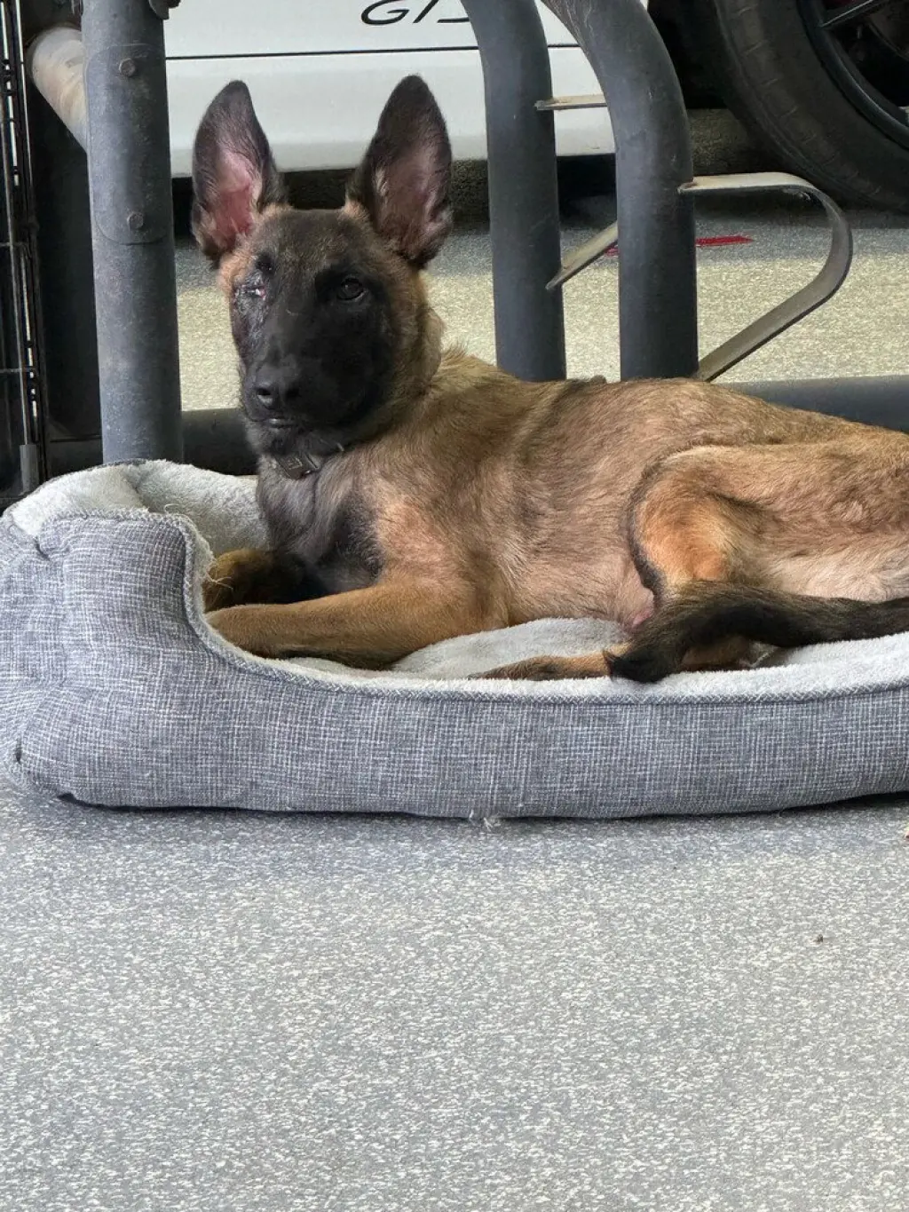 Mateo