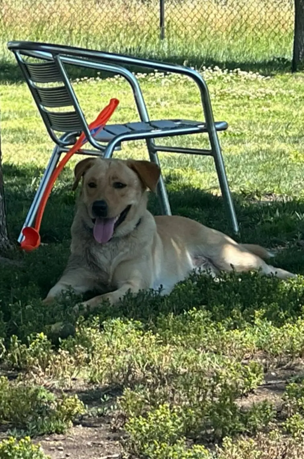 Biscuit