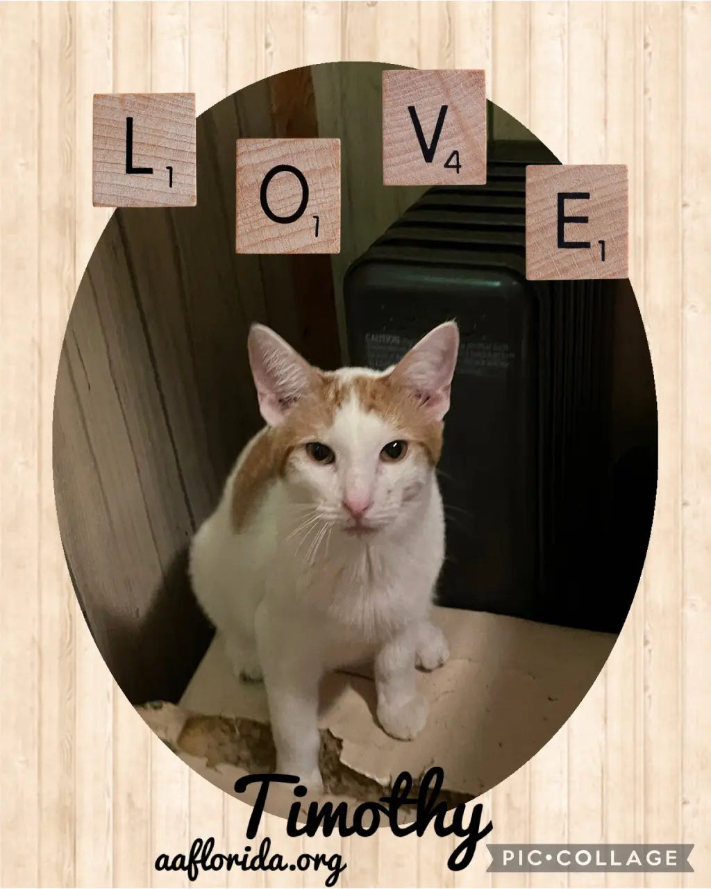 Timothy