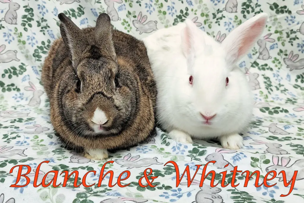 Blanche (bonded to Whitney)