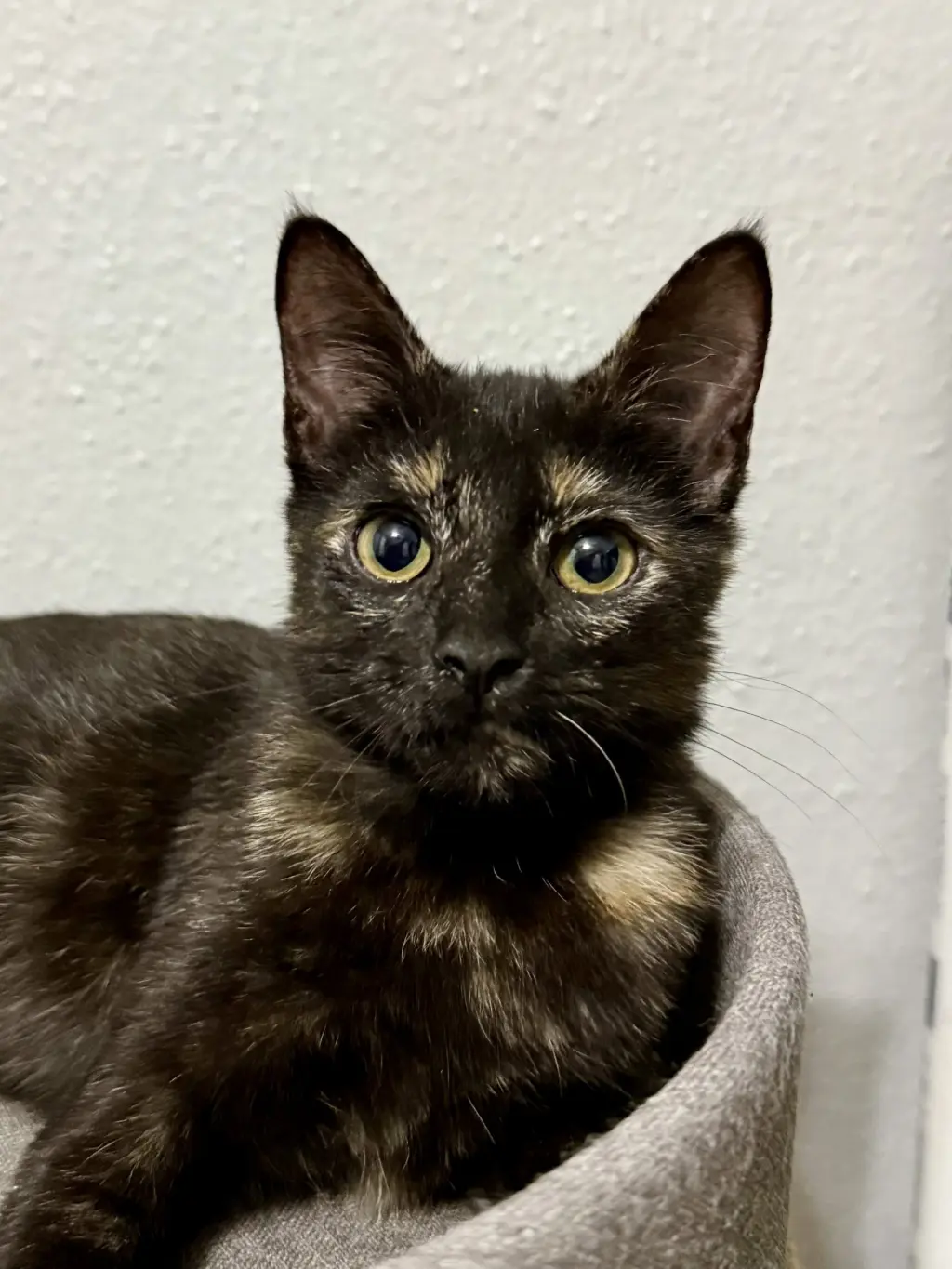 Josie