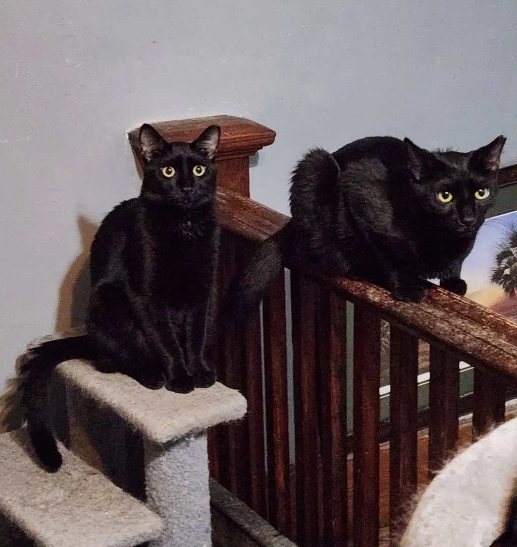 Wilbur & Orville