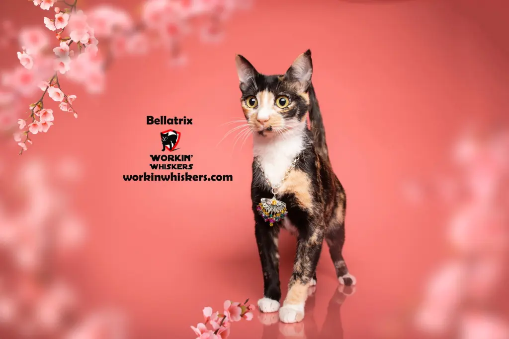 BELLATRIX