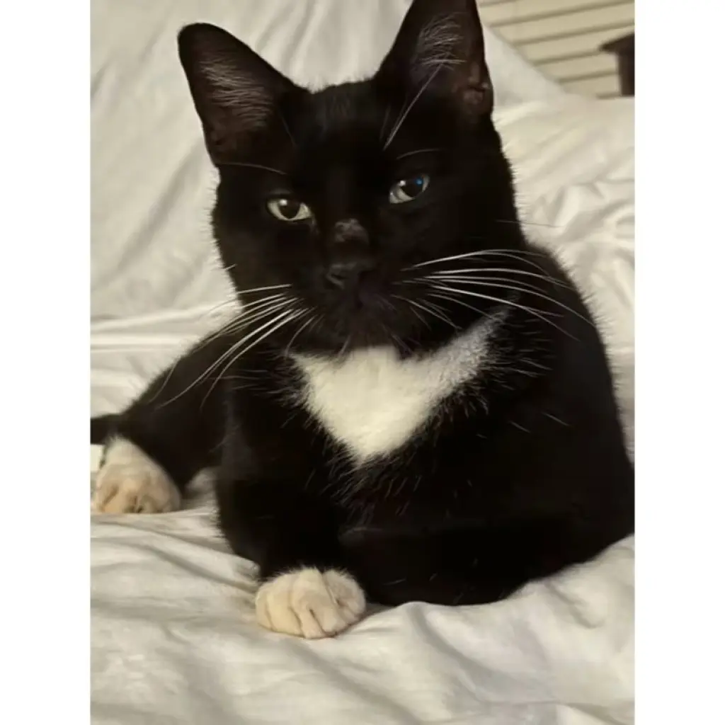 Oreo
