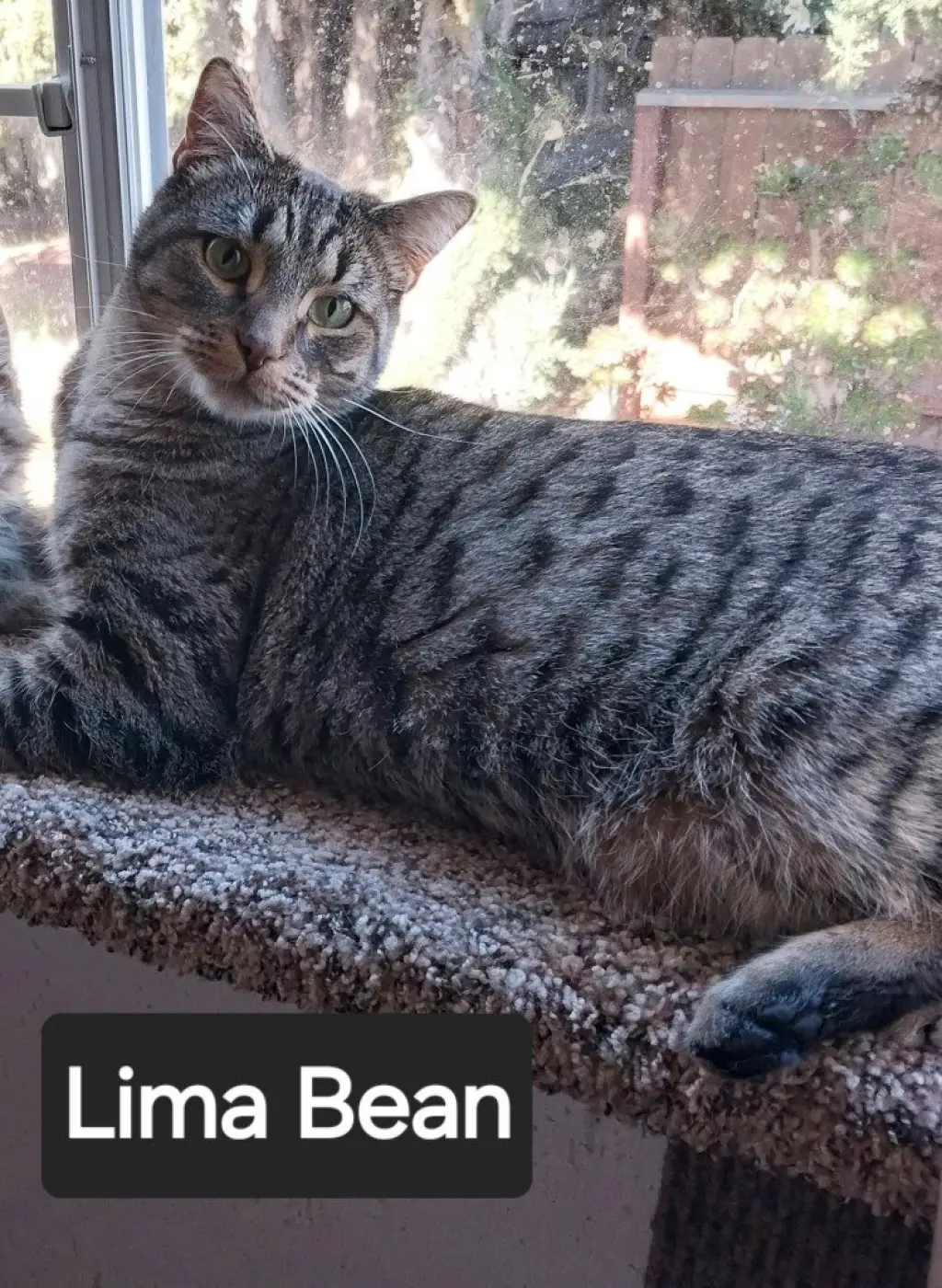 Lima Bean