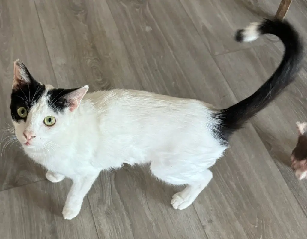 Hamanni