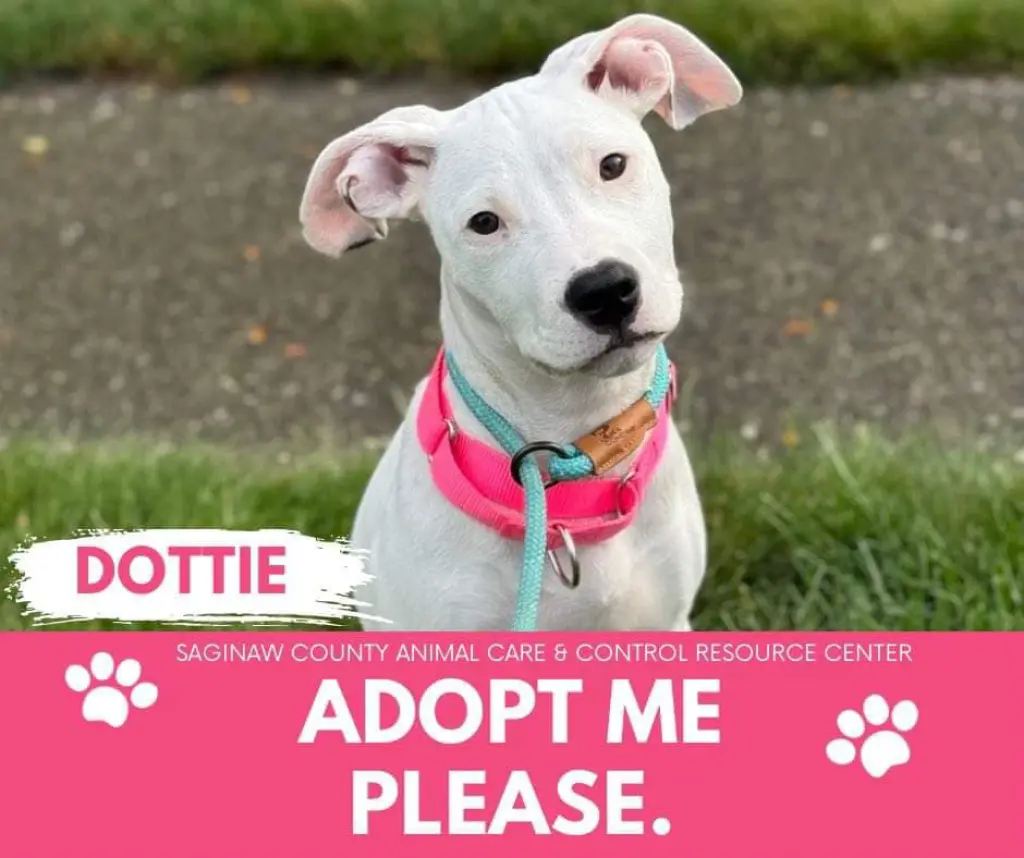 DOTTIE