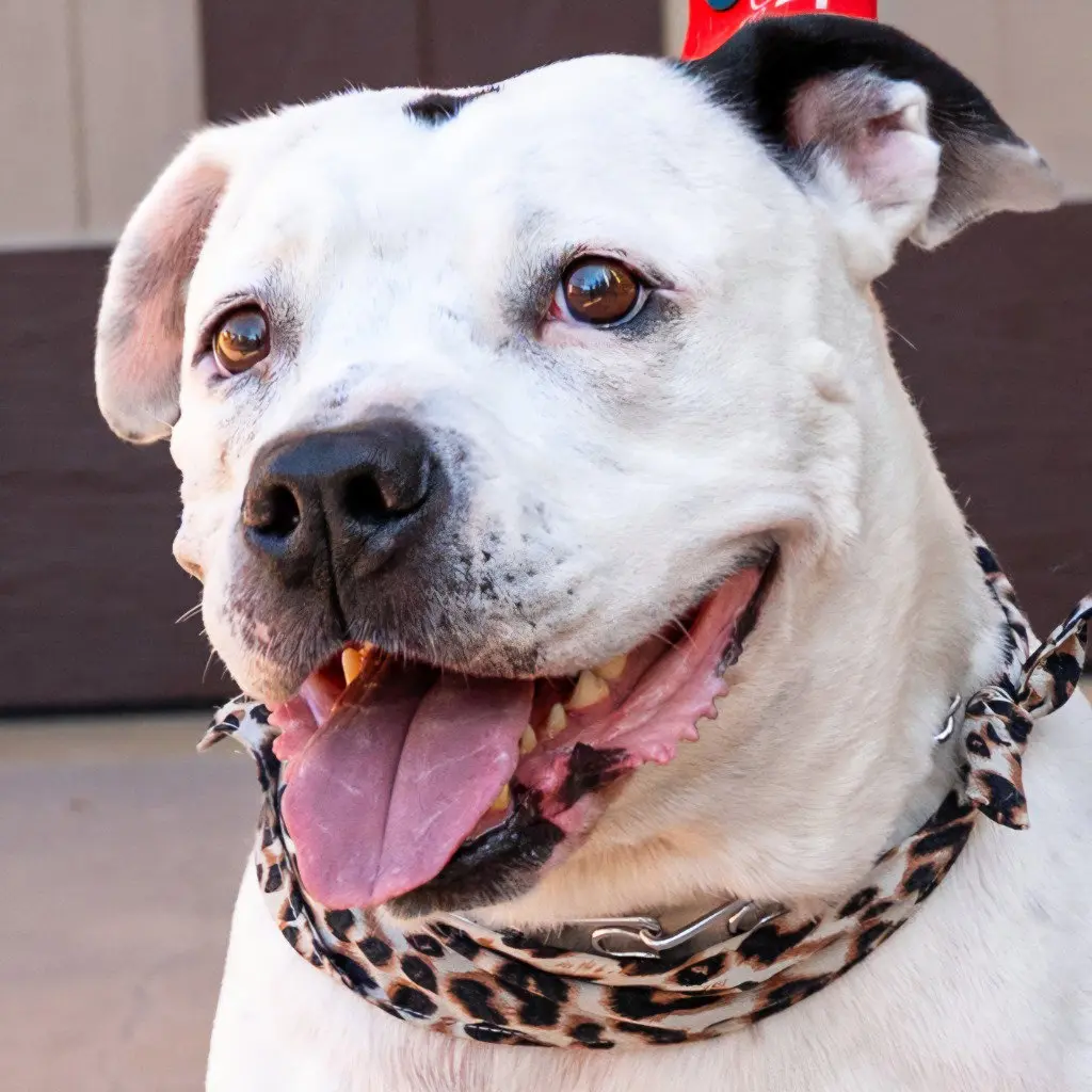Molly - Adopt Me!