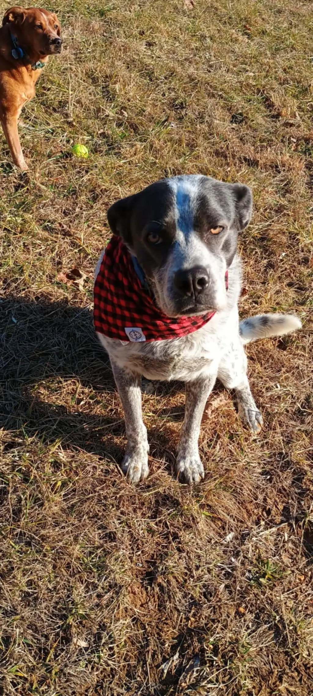 Maggie