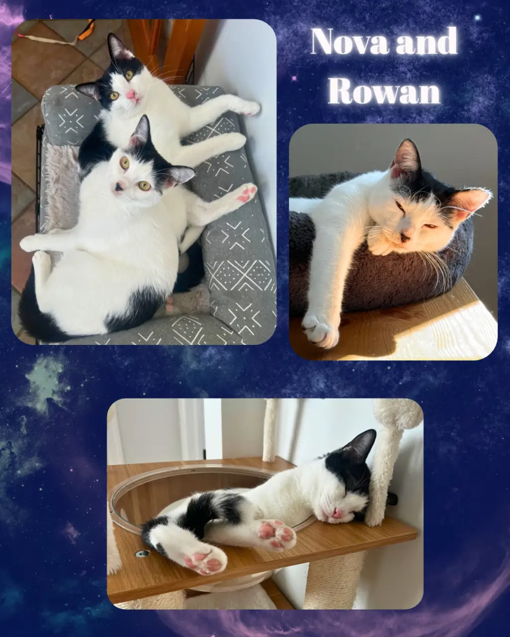 Nova and Rowan- dog friendly!