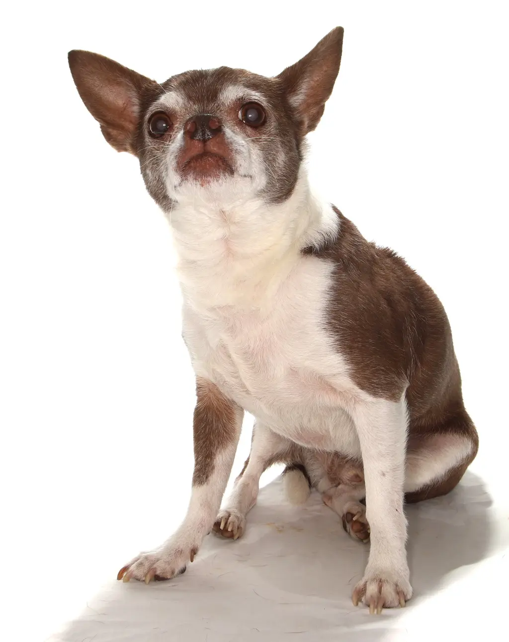 Wishbone