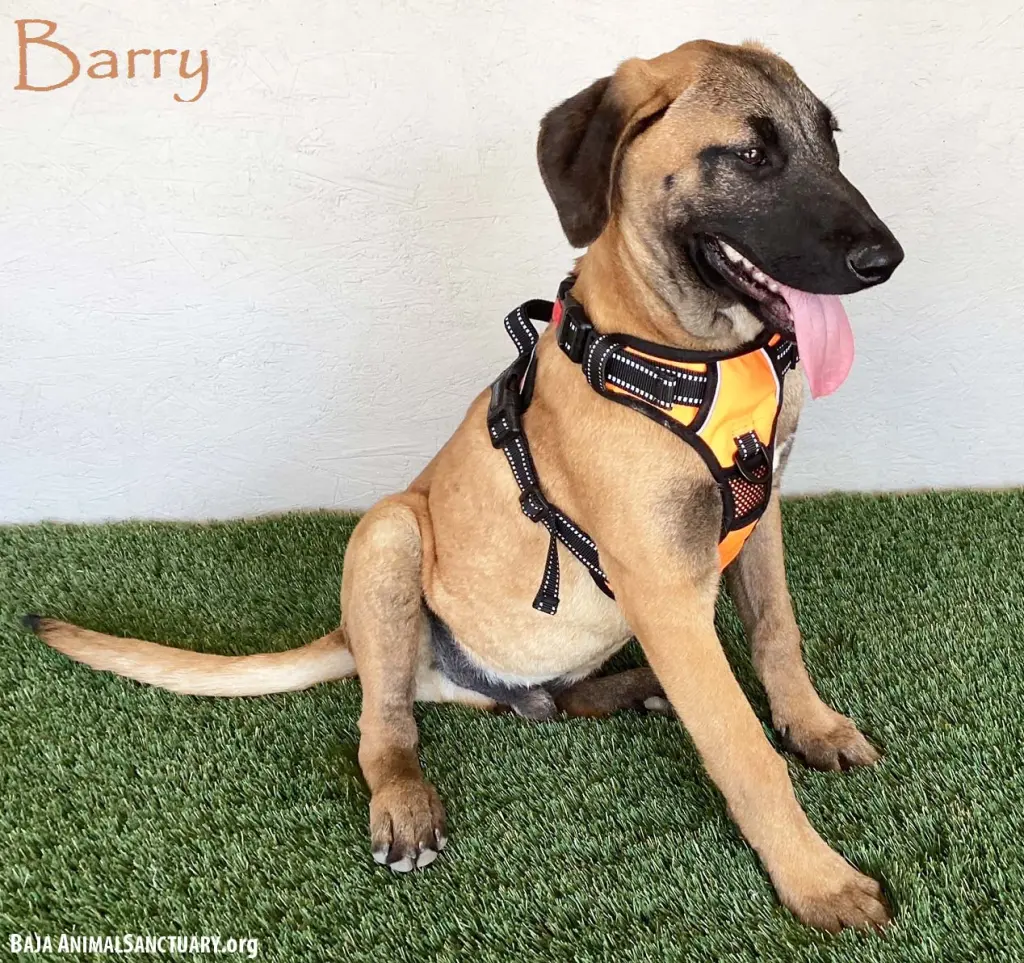 Barry
