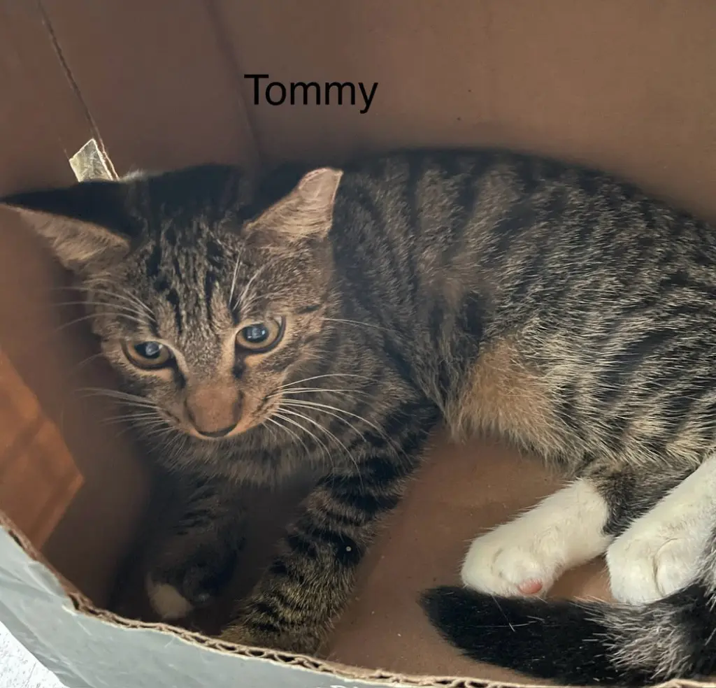 Tommy