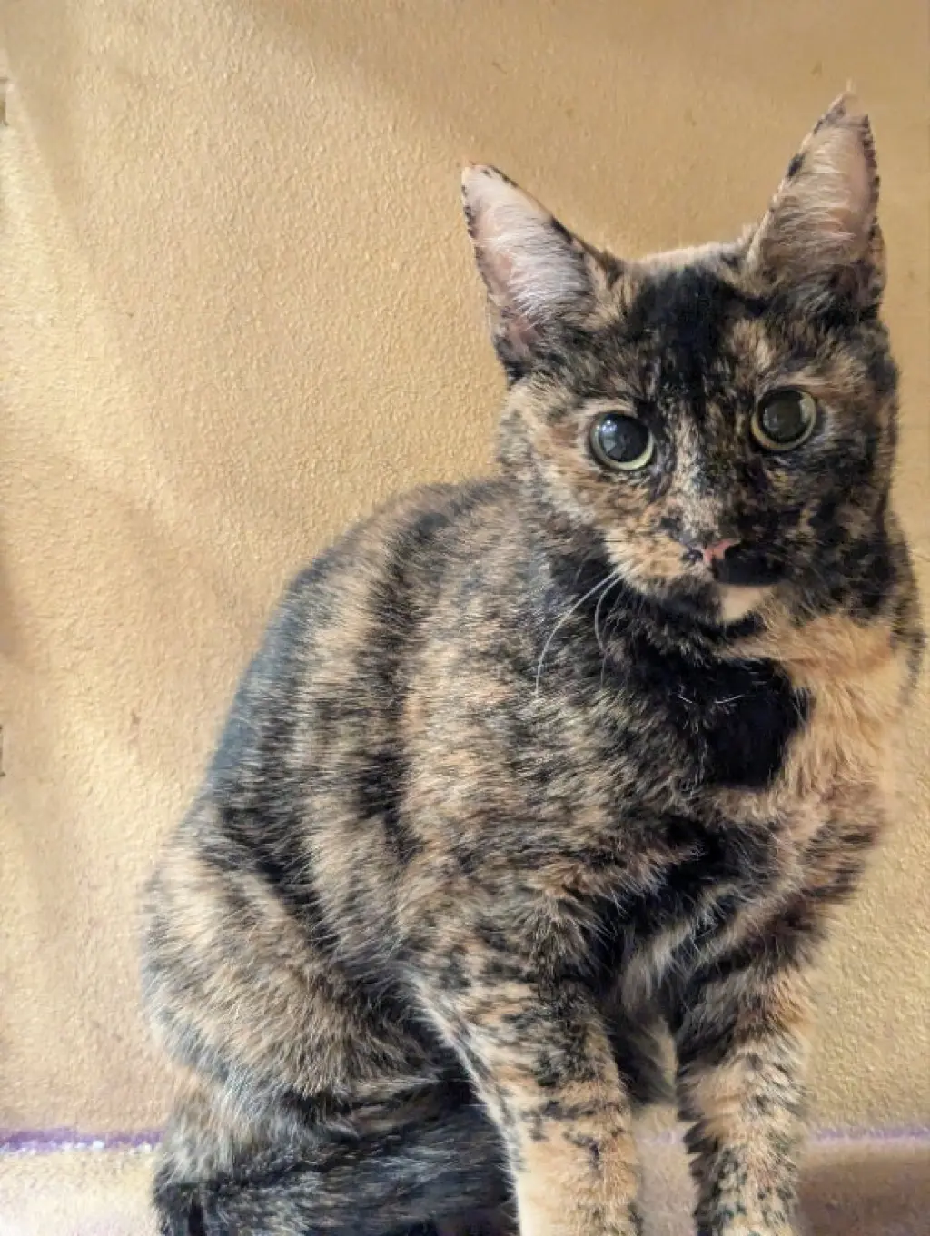Marmie