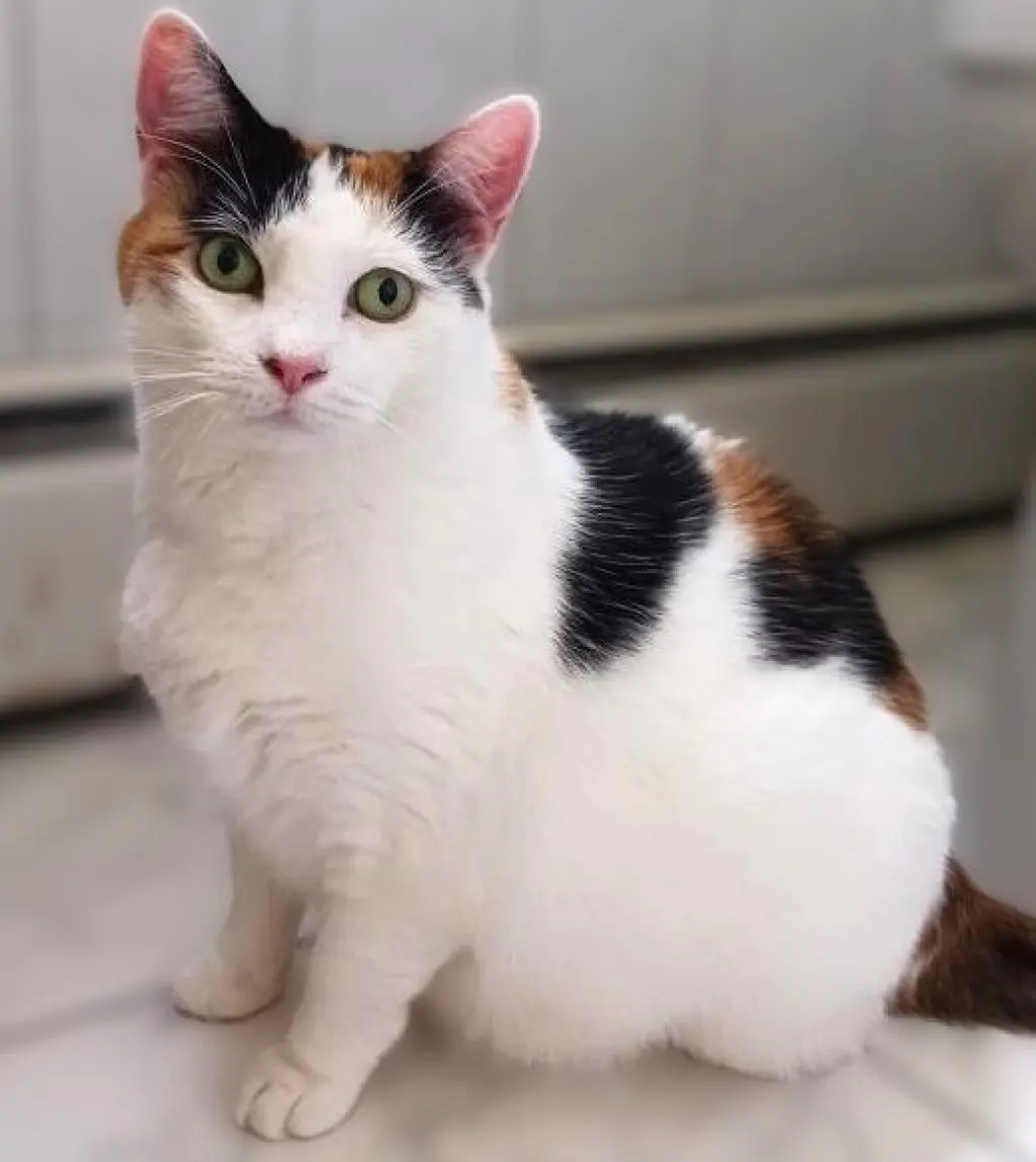 Mimi (Mama)