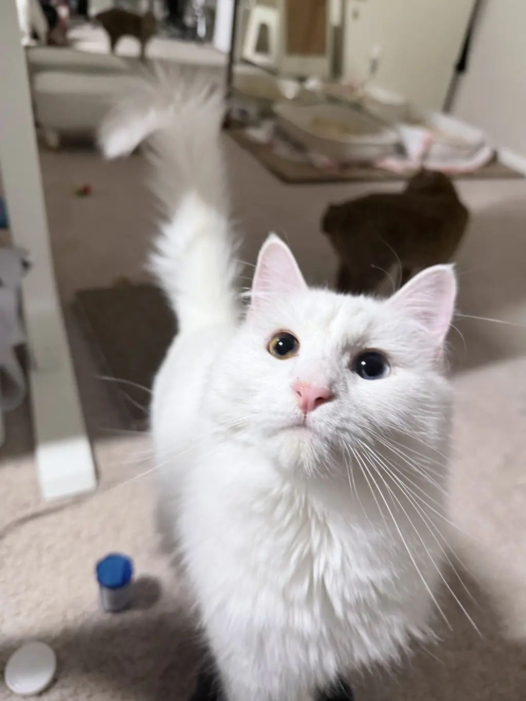 McFlurry (bonded w/ Boba)