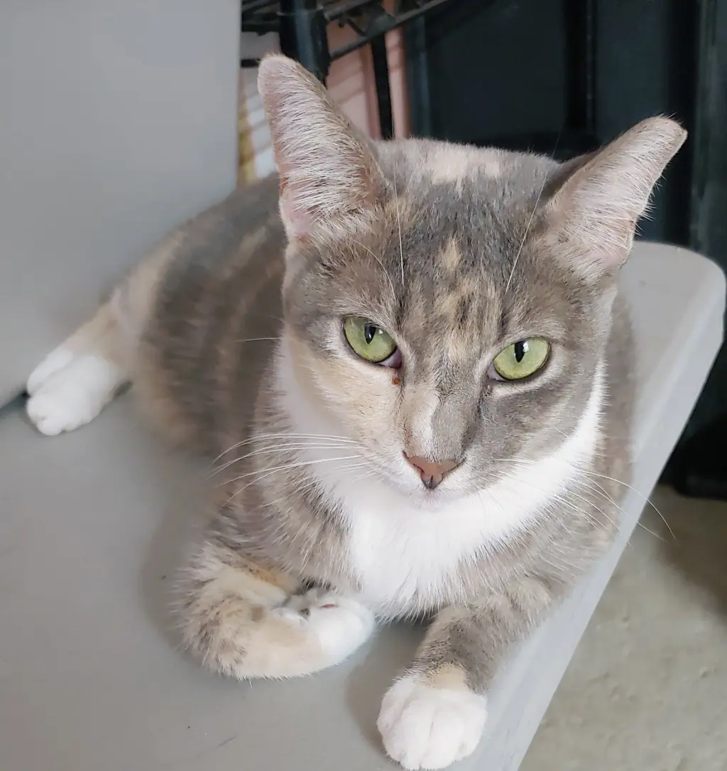 Penny