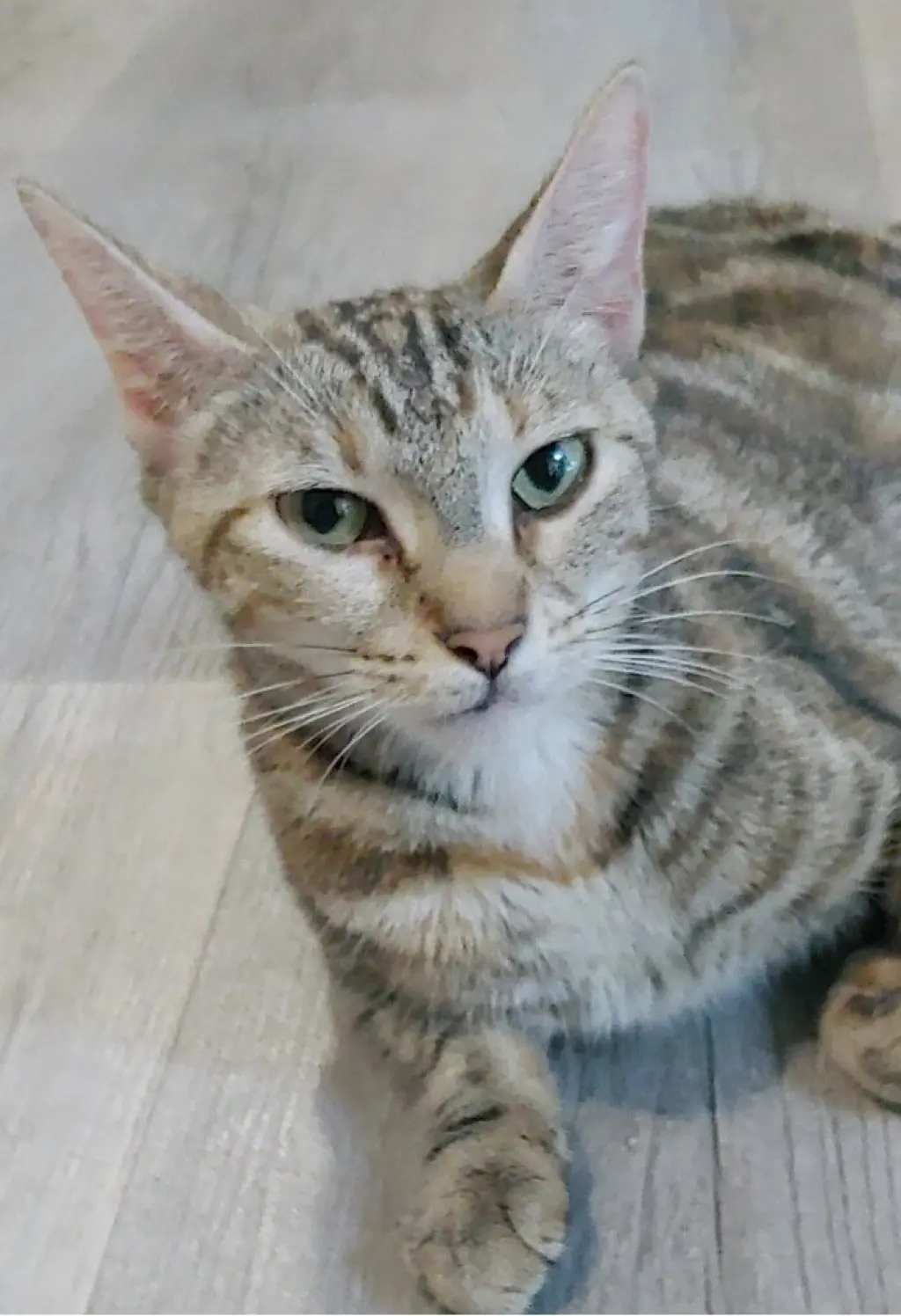 Misu