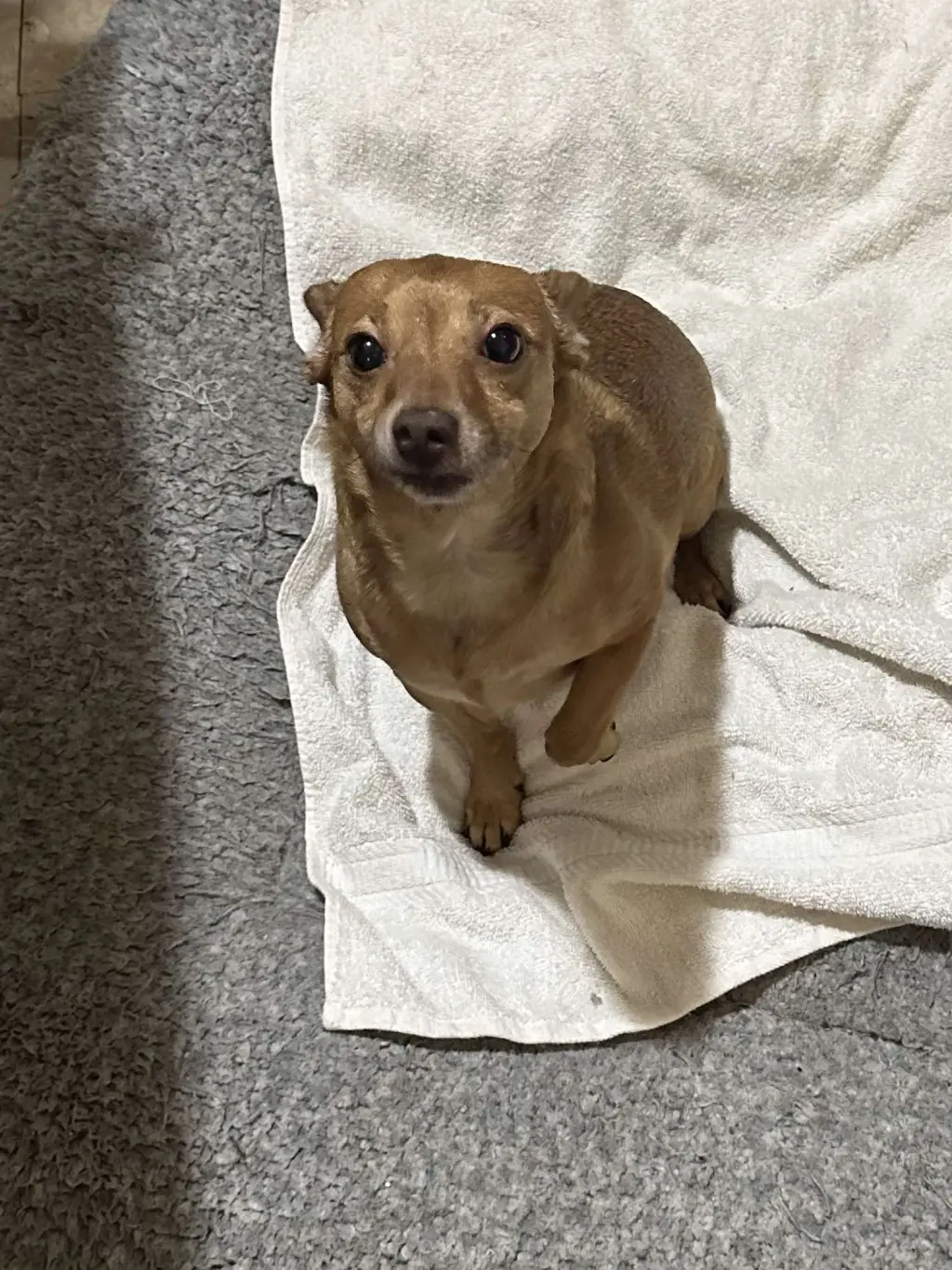 Bambi  [bonded to Sheba]