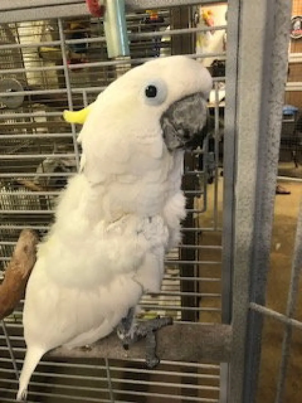 Max