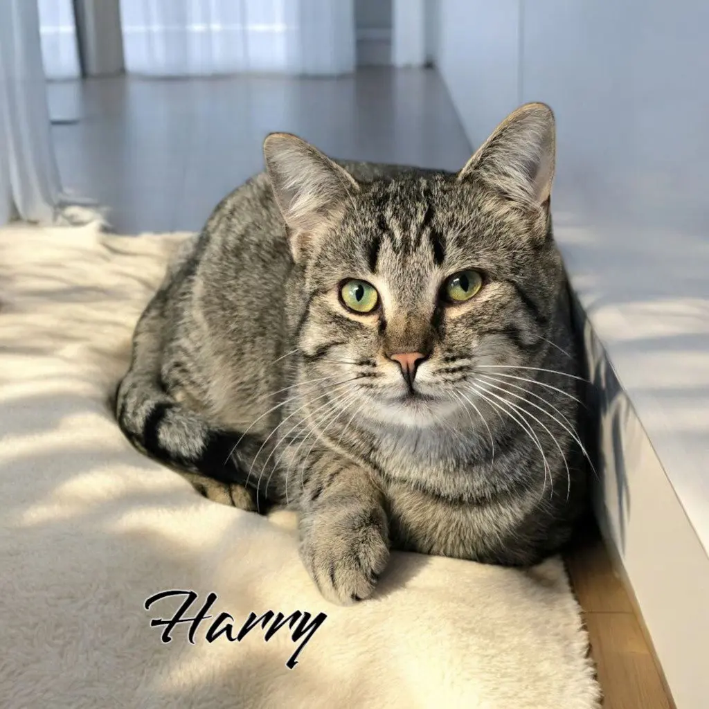 Harry