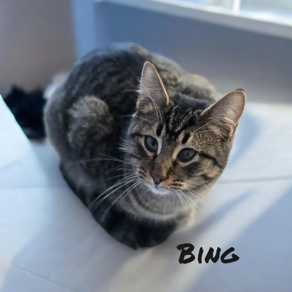 Bing