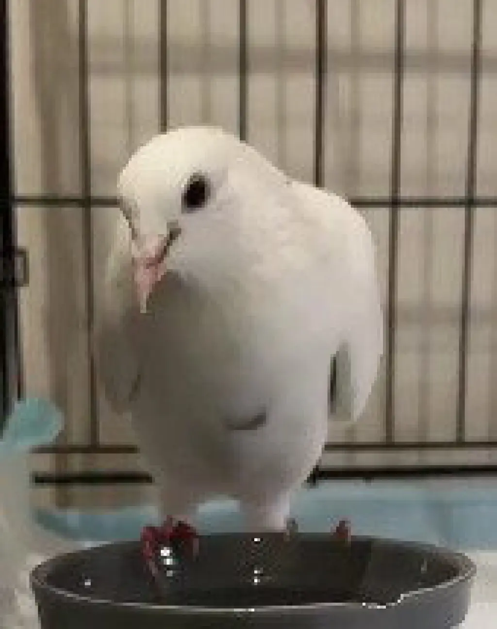 Flip